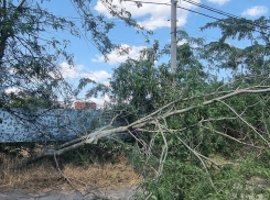 В Михайловке Таганрога дерево рухнуло на провода 