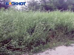 В ожидании сезона: кто победит, таганрожцы или амброзия? 