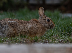 Таганрогские охотники больше не смогут охотиться на зайца-русака