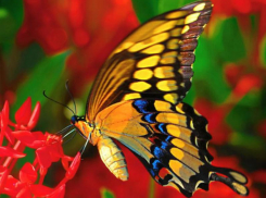 Сильная, быстрая и удивительная - бабочка Махаон 