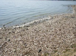 В Таганроге почистили береговую линию