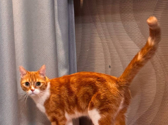 10 тысяч рублей за кота Симбу: в Таганроге ищут рыжего беглеца