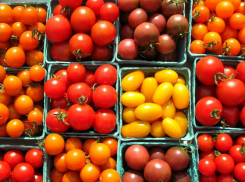 Обзор лучших сортов томатов для Таганрога и области