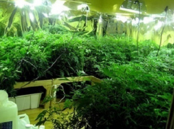 Житель Таганрога выращивал дома у сожительницы лечебную коноплю