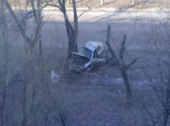 В Таганроге водитель «Тайоты» снес дерево