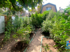 Незаконный «сад» в Таганроге: мужчина вырастил 23 куста запрещенного растения