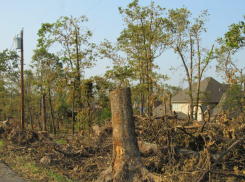 «Не благоустройство, а варварство»: губернатор Слюсарь пришёл в негодование и запретил вырубку деревьев на Дону без жёсткого условия