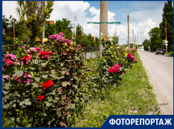Таганрог – это город-сад или город со скудным озеленением?