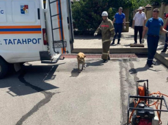 Служба 112 Таганрога спасла бездомную собаку из ливневого колодца