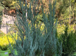 Товар дня: хвойные растения по спеццене