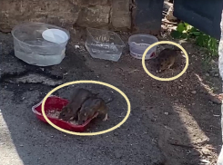 Жирные крысы в центре Таганрога обедают под ногами у прохожих