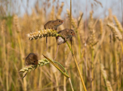 Таганрожцы могут остаться без хлеба в новом году