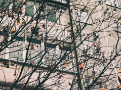 Жители Таганрога вырастили огромное чайное дерево