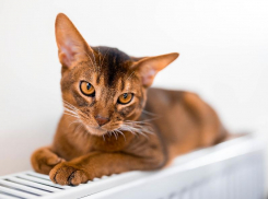 Тепло в квартиры придёт только 17 октября