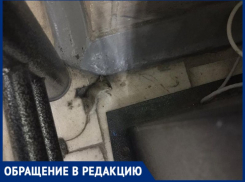 В «КДЦ» в Таганроге мёртвая мышь сутки пугала пациентов 