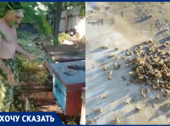 Беспечность предпринимателей погубила целую пасеку под Таганрогом