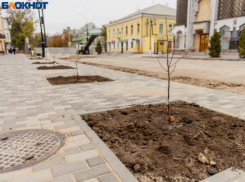 «Туи не для Таганрога»: горожане переживают за судьбу деревьев на Петровской