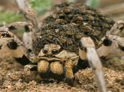 По таганрогской набережной ползают  ядовитые пауки
