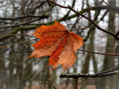 Температура воздуха в Таганроге на предстоящей неделе будет падать