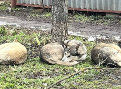 В Таганроге снова выловили семь бездомных собак: только спасёт ли это людей от их агрессии?