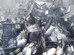 На трассе Ростов-Таганрог гниет и воняет тухлая рыба