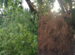 Уже месяц лежит сломанная акация в центре Таганрога