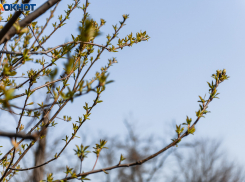 В Таганроге состоялся весенний «День древонасаждений» правда без участия жителей