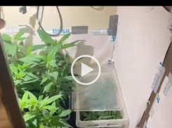 Ядовитую “оранжерею” устроил в своей квартире таганрожец