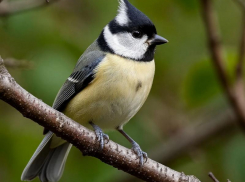 12 ноября — Синичкин день. Как таганрожцам встретить праздник птиц и удачи