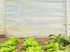 Полиция задержала таганрожца, который выращивал в теплице наркотики