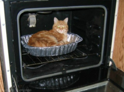 Дамочка забрала котят из Таганрога тоже, куда дела -  неизвестно