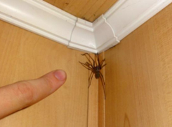 Полчища пауков атакуют жителей многоэтажек в Таганроге