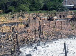 Почти тысячу деревьев уничтожили в Таганроге за год