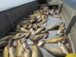 Таганрогский залив теряет родную рыбу: учёные предлагают запретить промысел