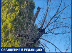 Гнилое дерево пугает жителей Таганрога