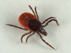 Случаи заболевания крымской геморрагической лихорадкой зарегистрированы в Таганроге