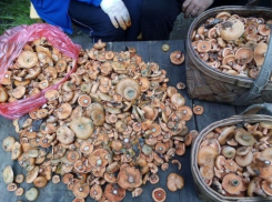 Осторожно грибы: в РО увеличилось количество случаев отравления дикорастущими грибами