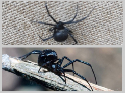 Каракурт или безобидное членистоногое: таганрожцы бьют тревогу