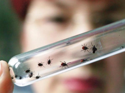 В Таганроге непогода снизила активность клещей