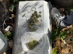 Выращивал гадость: таганрожца поймали за наркотики