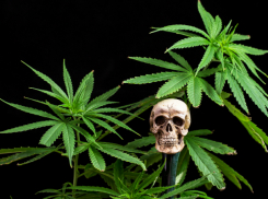 Обвинение  торговца каннибисом  поддержано прокуратурой Таганрога