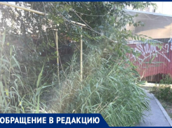 Трамвайная остановка в камышах: как таганрогская бюрократия мешает привести в порядок городские улицы