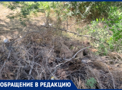 Агрессивный паразит грозит погубить все деревья на Пушкинской набережной в Таганроге