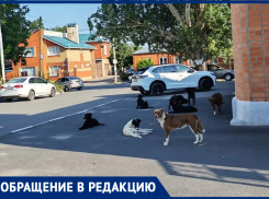 «Детей когда-то разорвут»: агрессивные бродячие собаки атакуют таганрожцев на Богудонии
