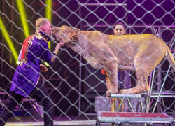 Только до 5 ноября – удивительное шоу династии Довгалюк