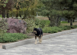 Нашествие собак: агрессивные животные захватывают Таганрог