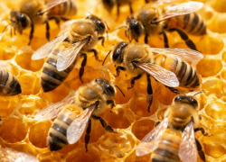 17 января — день Зосима Пчельника: что старинные приметы советуют современным таганрожцам