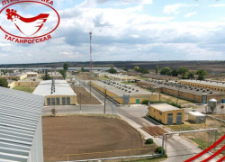 Птичий грипп обнаружили на "Таганрогской птицефабрике"