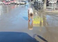 Голая  девушка - чистюля помылась в водостоках Центрального рынка в Таганроге