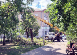 В Таганроге вновь звучит бензопила: еще минус дерево?